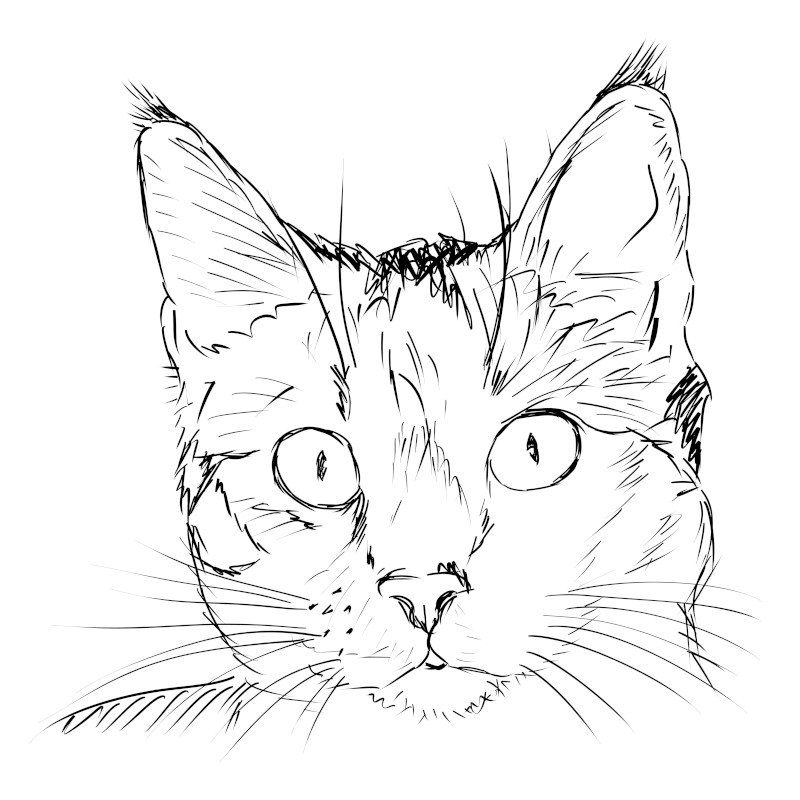 cat sketch