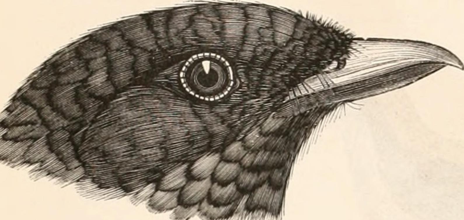 A picture of a bird&rsquo;s head.