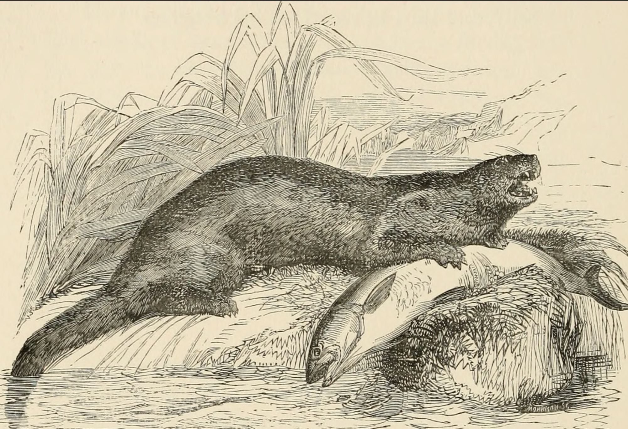 an otter eating a fish