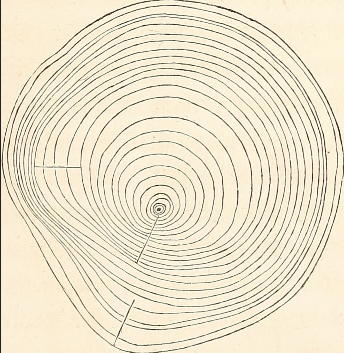 a tree ring looking thing