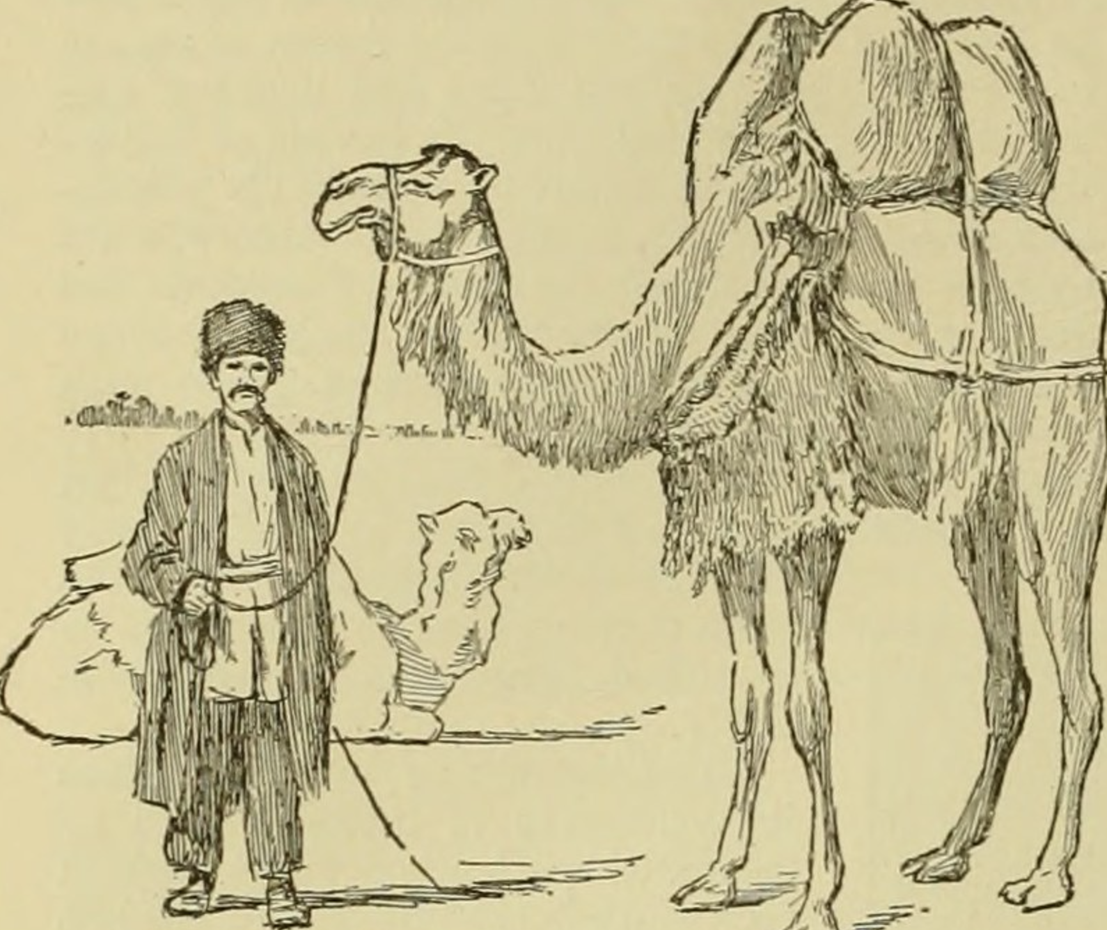 a camel and its handler ready for transport